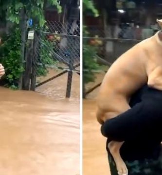 rescata a un perro en el último momento