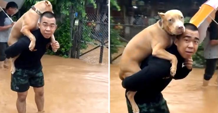 rescata a un perro en el último momento