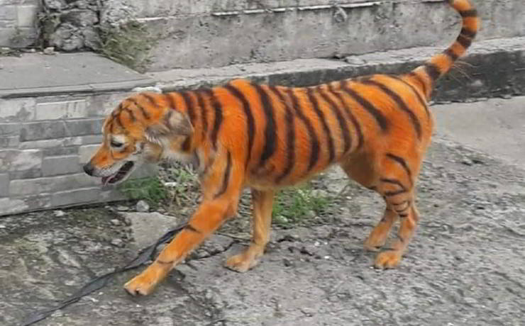 PERRO-PINTADO-COMO-TIGRE