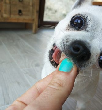 comida natural para perros