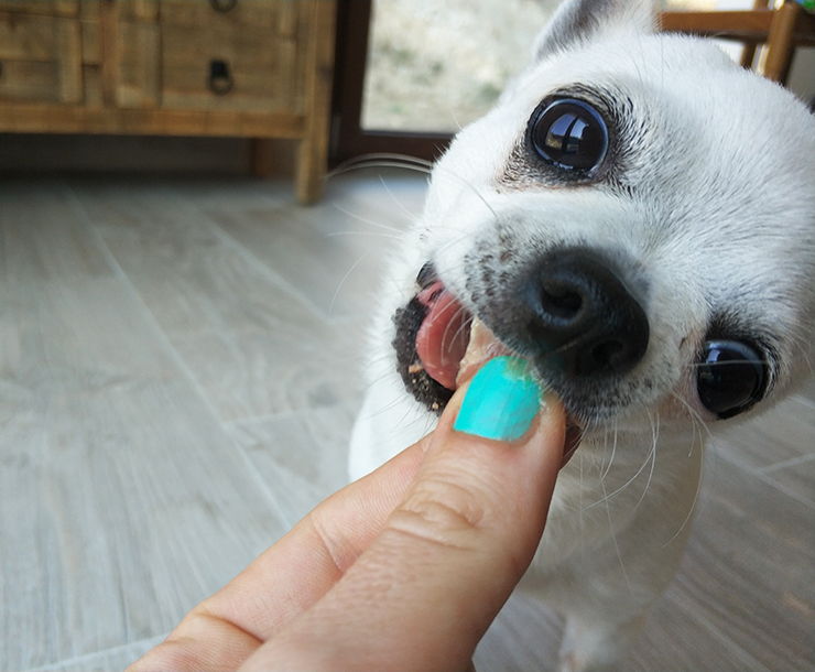 comida natural para perros