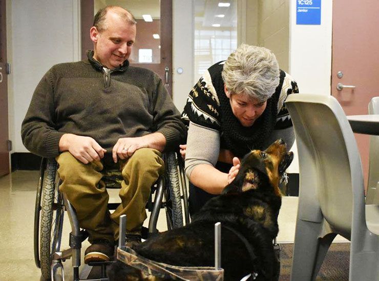 perro paralítico adoptado por 5 vez