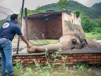 elefante solitario liberado