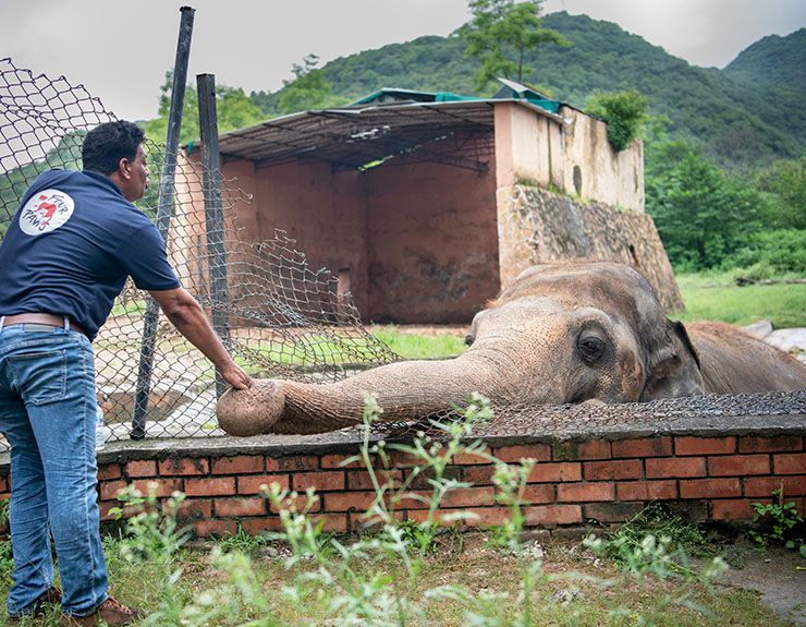 elefante solitario liberado