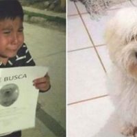 niño busca a su perro perdido llorando por la calle