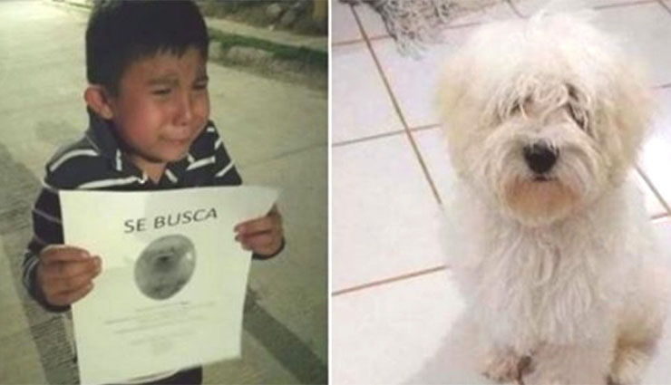 niño busca a su perro perdido llorando por la calle