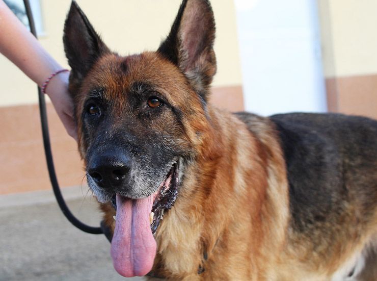 perro abandonado por viejo