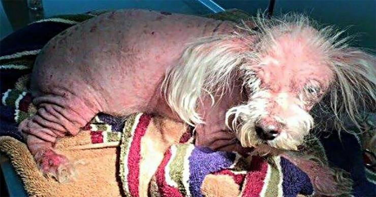 perro abandonado y rescatado