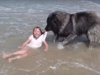 perro rescata niña en el mar