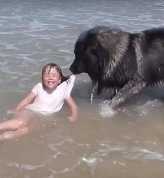perro rescata niña en el mar