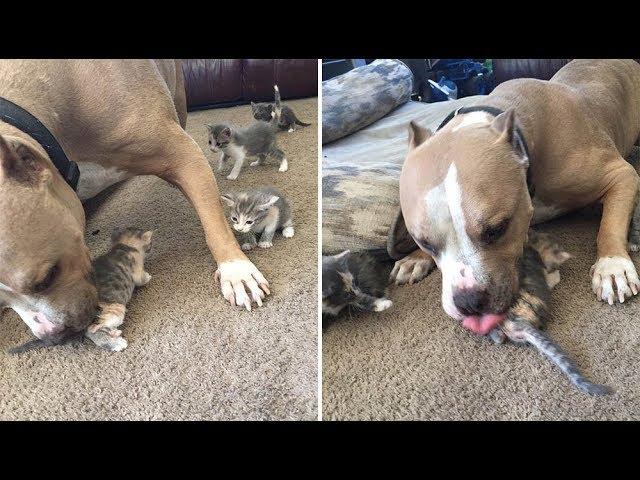 pitbull cuida gatos