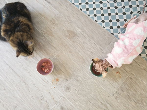 comida casera perros gatos
