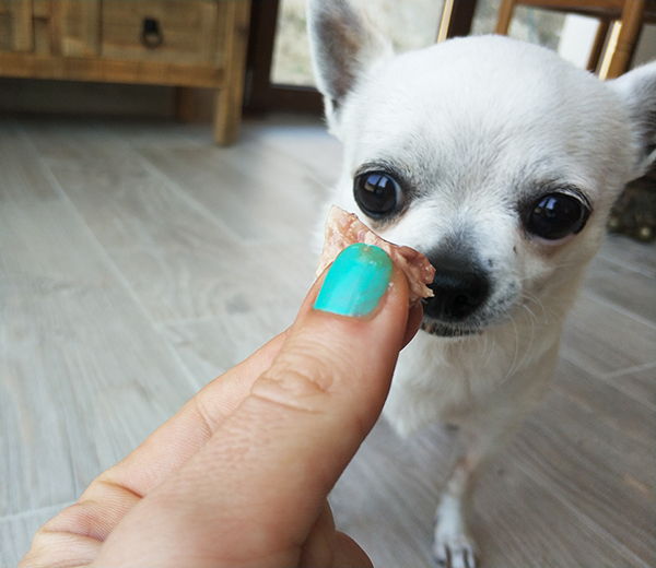 comida natural perros petdarling