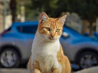 señales de trafico para no atropellar gatos