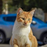 señales de trafico para no atropellar gatos