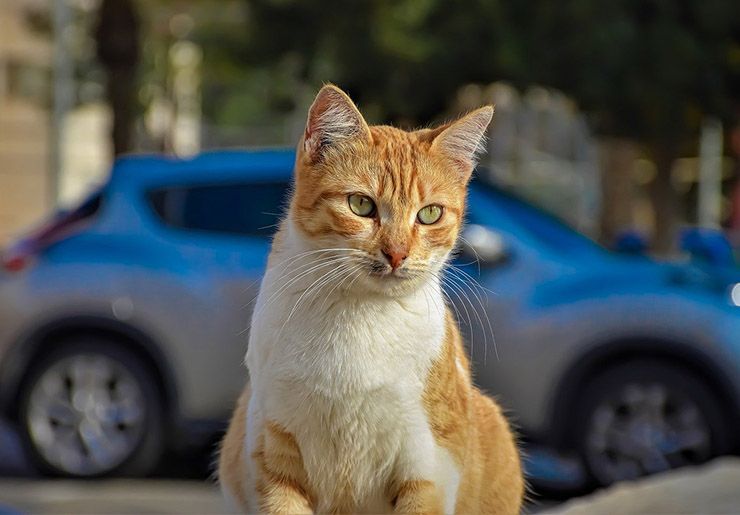 señales de trafico para no atropellar gatos