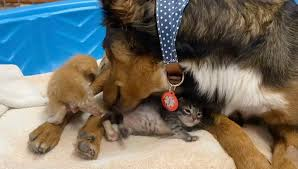 perra adopta 3 gatitos