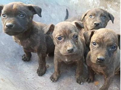 cachorros perro villano de las encartaciones