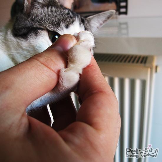 Corta las uñas de tu gato