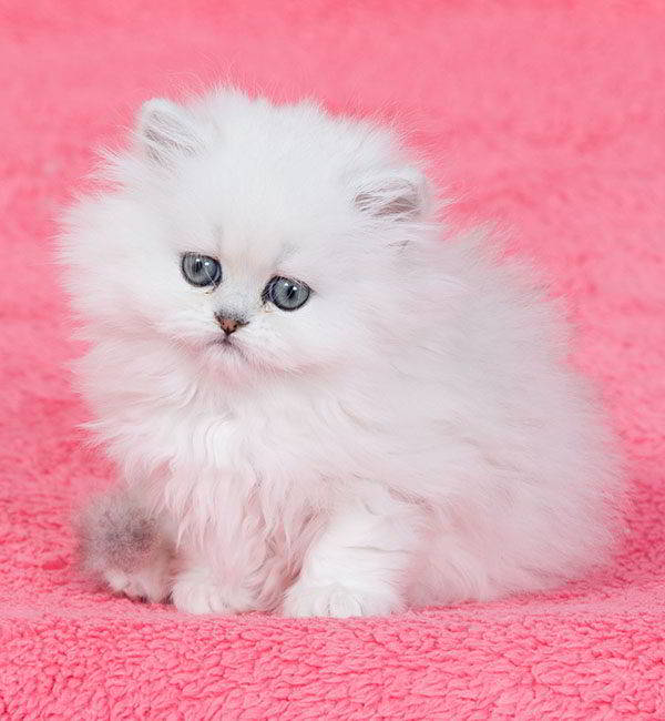 gato persa chinchilla blanco ojos azules