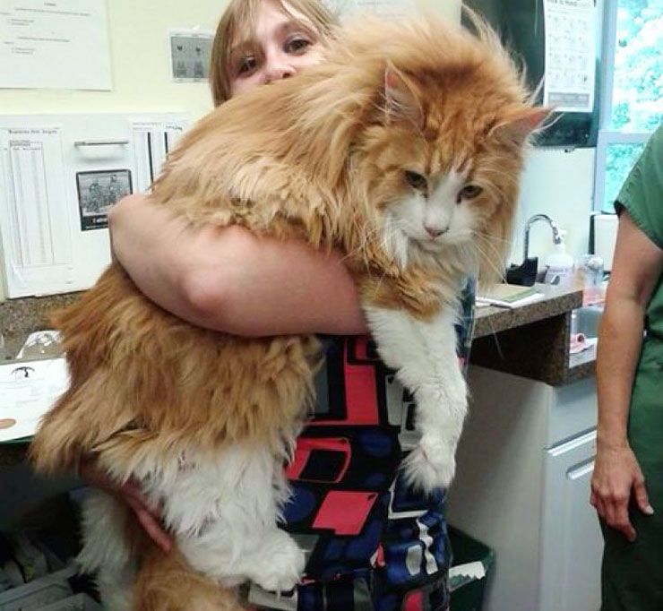 gatos gigantes