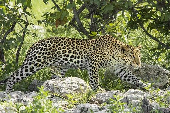 leopardo