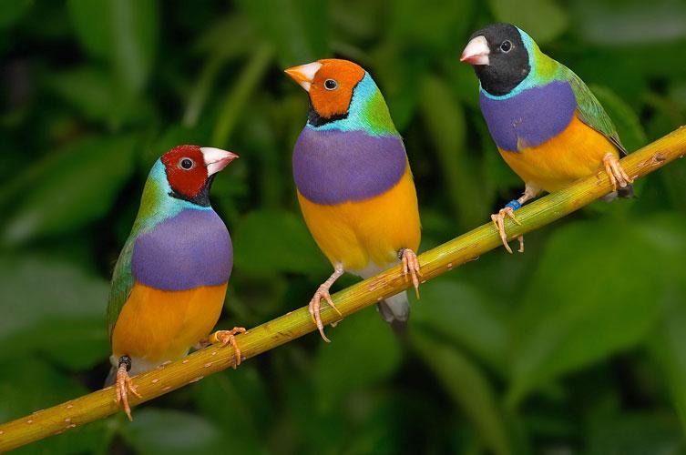 Diamante de Gould