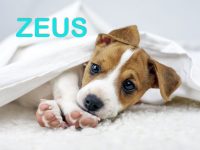 nombres para perros machos