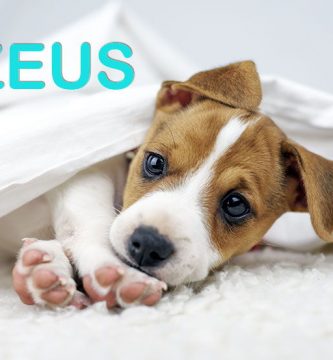 nombres para perros machos