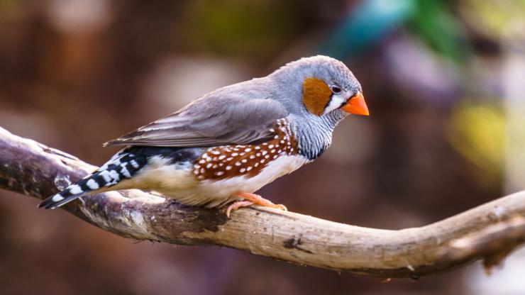 pajaro diamante mandarin