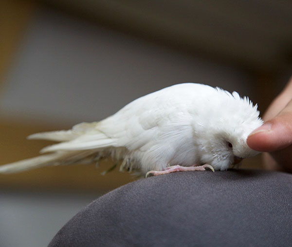 periquito albino blanco