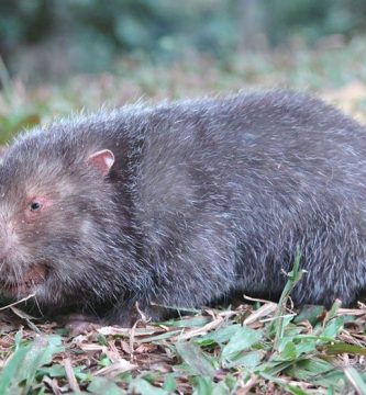 ratas gigantes