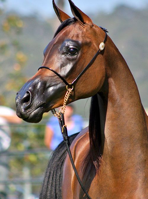 caballo arabe
