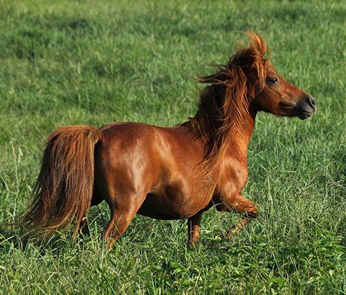 caballo miniatura