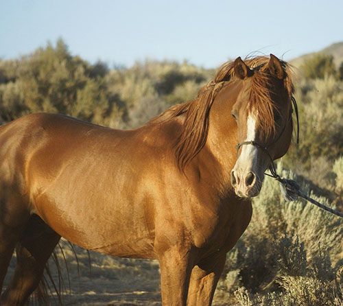 caballo morgan