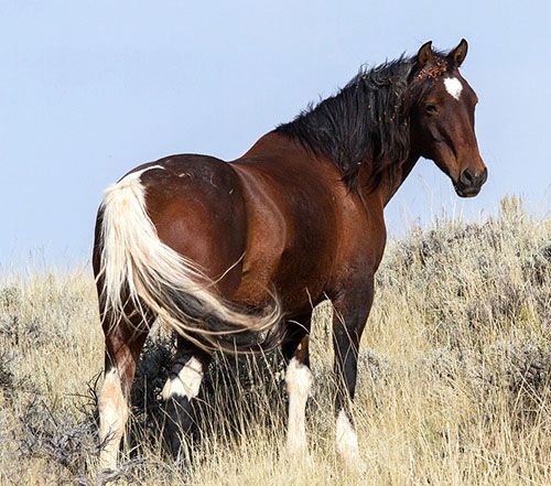 caballo mustang