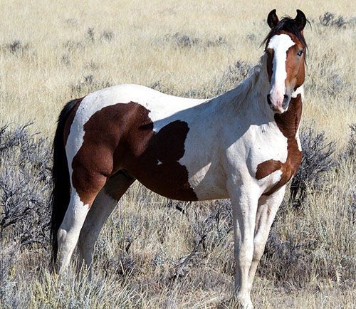 caballo painthorse