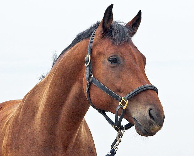 caballos