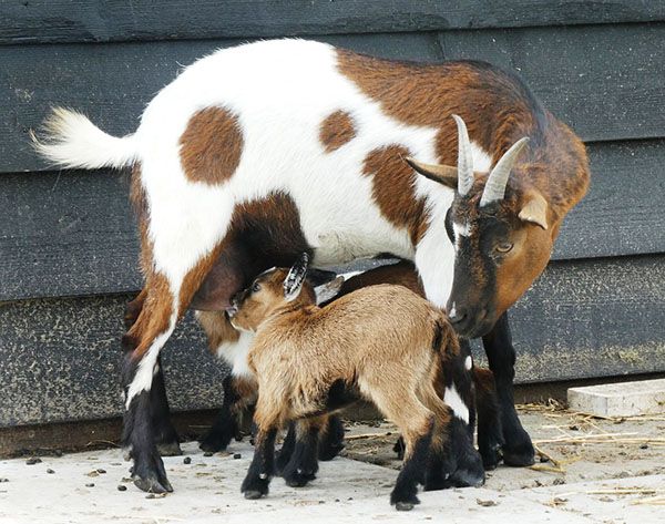 cabra bebé mamifero