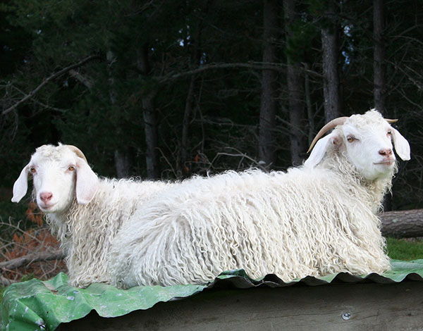 cabra de angora