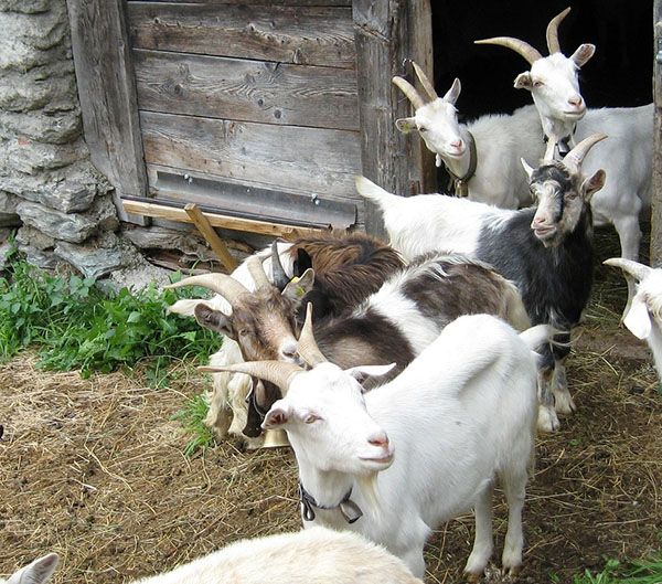 cabras alpinas