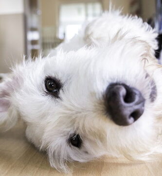 cuantas horas puede estar un perro solo en casa
