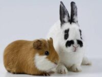hamster y conejo