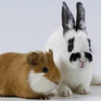 hamster y conejo