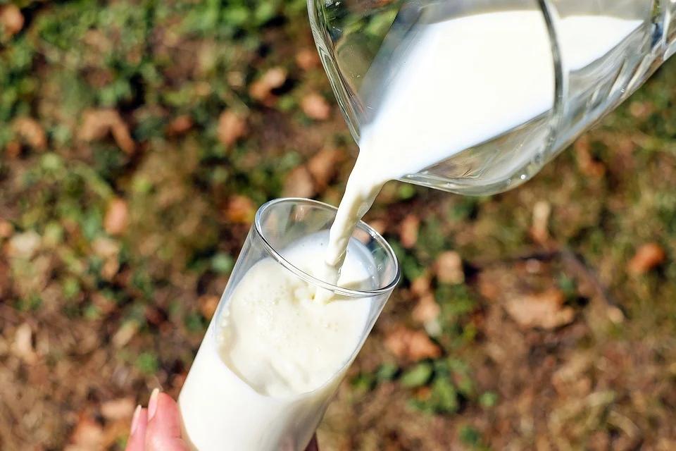 como se produce leche de vaca