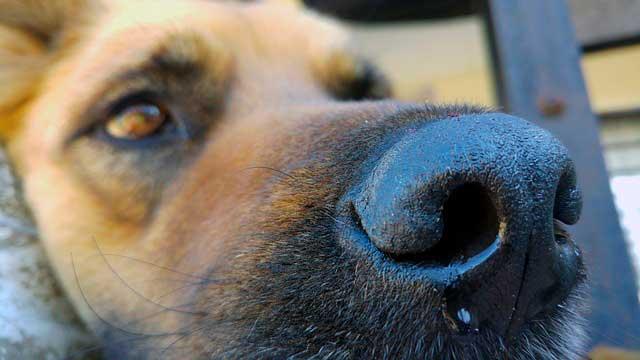 moquillo canino enfermedad