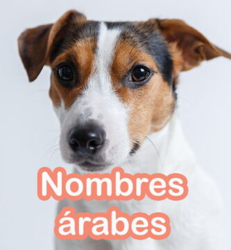 nombres arabes para perros