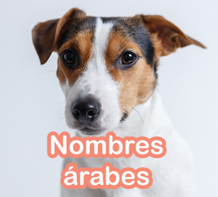 nombres arabes para perros