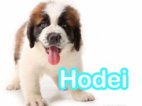 nombres de perros en euskera