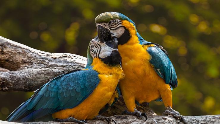 nombres para loros
